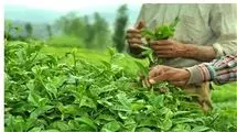 دولت یک میلیارد و ۷۷۶ میلیون تومان برگ سبز چای خریداری کرد