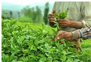 دولت یک میلیارد و ۷۷۶ میلیون تومان برگ سبز چای خریداری کرد