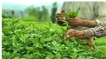 دولت یک میلیارد و ۷۷۶ میلیون تومان برگ سبز چای خریداری کرد