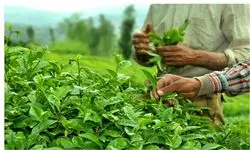 دولت یک میلیارد و ۷۷۶ میلیون تومان برگ سبز چای خریداری کرد