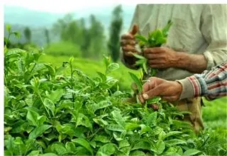 دولت یک میلیارد و ۷۷۶ میلیون تومان برگ سبز چای خریداری کرد