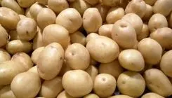 صادرات سیب‌زمینی ممنوع شد