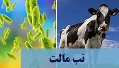 آخرین وضعیت مبتلایان به تب مالت در ایران 