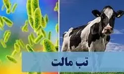 آخرین وضعیت مبتلایان به تب مالت در ایران 