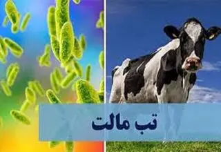 آخرین وضعیت مبتلایان به تب مالت در ایران 