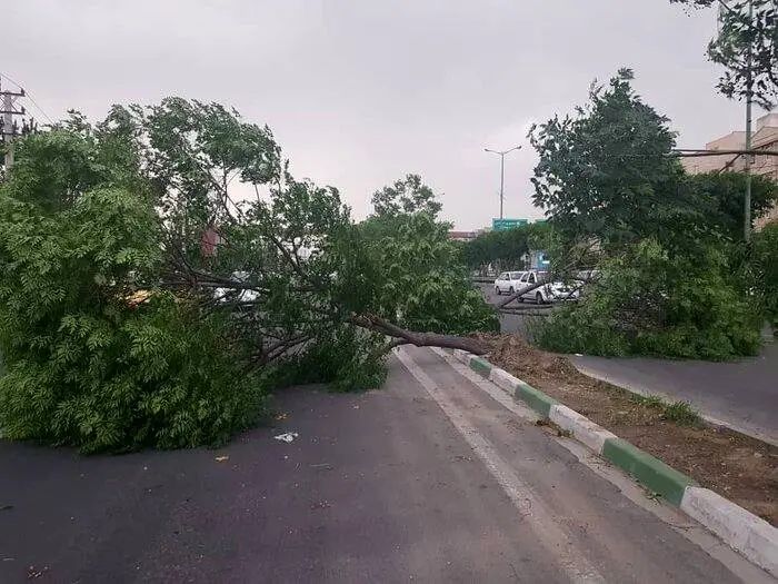 خطر سقوط اجسام و شکستن درختان/ آماده‌باش پایتخت برای بادهای شدید