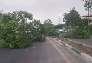 خطر سقوط اجسام و شکستن درختان/ آماده‌باش پایتخت برای بادهای شدید