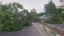 خطر سقوط اجسام و شکستن درختان/ آماده‌باش پایتخت برای بادهای شدید
