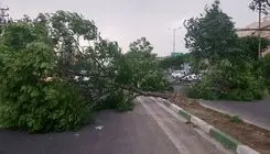 خطر سقوط اجسام و شکستن درختان/ آماده‌باش پایتخت برای بادهای شدید