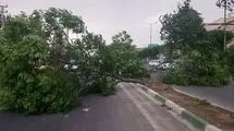 خطر سقوط اجسام و شکستن درختان/ آماده‌باش پایتخت برای بادهای شدید