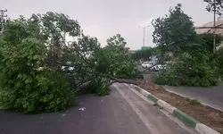 خطر سقوط اجسام و شکستن درختان/ آماده‌باش پایتخت برای بادهای شدید