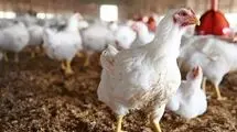 نگرانی از بابت عرضه مرغ نداریم 