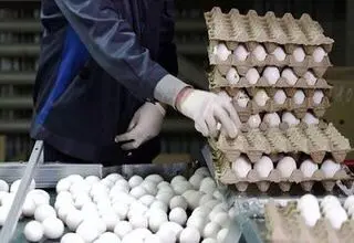  افزایش ۱۴۴ درصدی قیمت تخم‌مرغ از تیر تا آبان‌ماه