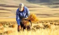  خرید تضمینی گندم از ۷.۵ میلیون تن گذشت