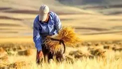 تاکنون ۴۴ درصد از مطالبات گندمکاران پرداخت شده است