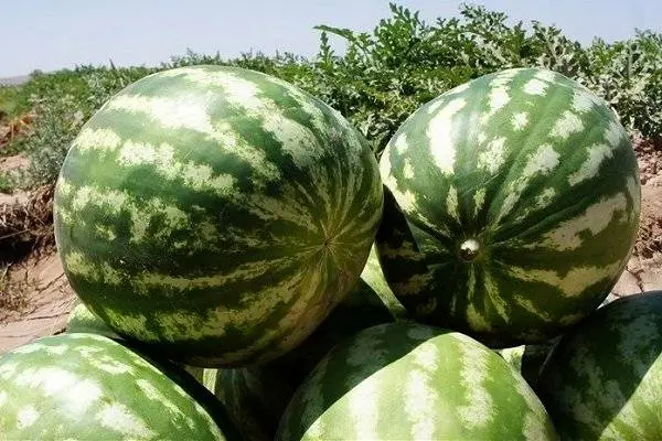 ماجرای هندوانه صادراتی ایران به روسیه به کجا رسید؟+فیلم