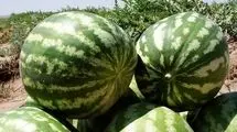 ماجرای هندوانه صادراتی ایران به روسیه به کجا رسید؟+فیلم