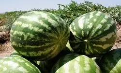 ماجرای هندوانه صادراتی ایران به روسیه به کجا رسید؟+فیلم