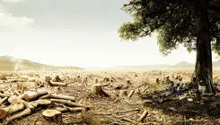 جفت شیش ارز، مارس جنگل‌ها!