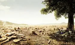 جفت شیش ارز، مارس جنگل‌ها!