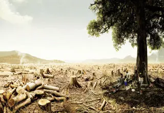 جفت شیش ارز، مارس جنگل‌ها!