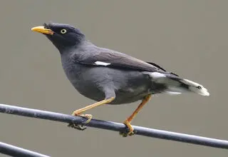 ادامه قاچاق گسترده مرغ مینا