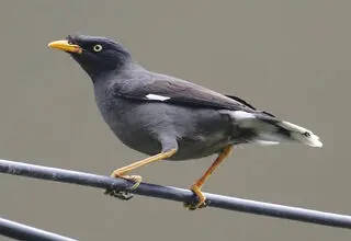 ادامه قاچاق گسترده مرغ مینا