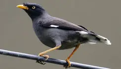 ادامه قاچاق گسترده مرغ مینا