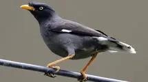 ادامه قاچاق گسترده مرغ مینا