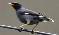 ادامه قاچاق گسترده مرغ مینا