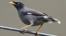 ادامه قاچاق گسترده مرغ مینا