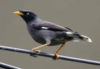 ادامه قاچاق گسترده مرغ مینا