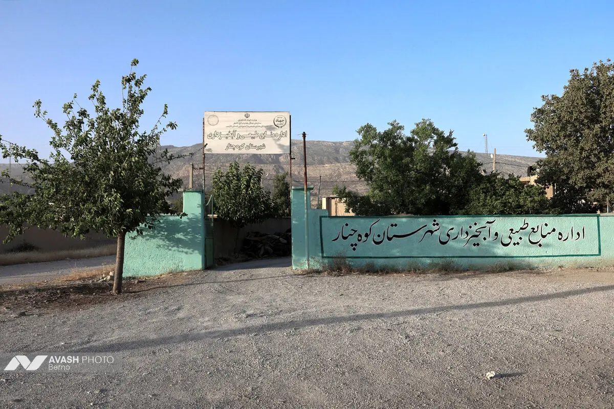 آتش در جان بلوط