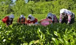 خرید تضمینی برگ سبز چای؛ افزایش ۳۸ درصدی صادرات چای ایرانی