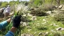 چیدن این گیاهان در تهران ممنوع شد 