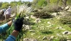 چیدن این گیاهان در تهران ممنوع شد 