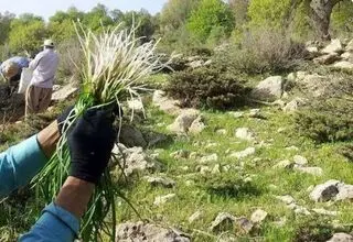چیدن این گیاهان در تهران ممنوع شد 