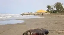  ۱۸ فوک خزری در ۲ ماه تلف شدند