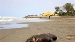  ۱۸ فوک خزری در ۲ ماه تلف شدند