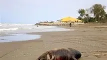  ۱۸ فوک خزری در ۲ ماه تلف شدند
