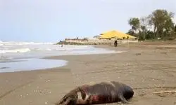  ۱۸ فوک خزری در ۲ ماه تلف شدند