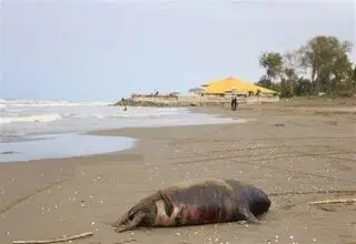  ۱۸ فوک خزری در ۲ ماه تلف شدند