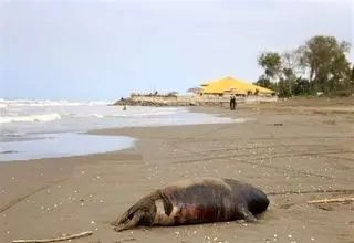  ۱۸ فوک خزری در ۲ ماه تلف شدند