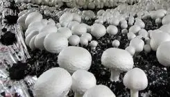 اعلام قیمت هر کیلو قارچ؛ ۲۰۰ تا ۲۲۰ هزارتومان برای مصرف کننده