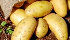 ابلاغ نرخ خرید تضمینی سیب‌زمینی و پیاز برای سال زراعی ۱۴۰۴–۱۴۰۵ 