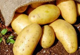 ابلاغ نرخ خرید تضمینی سیب‌زمینی و پیاز برای سال زراعی ۱۴۰۴–۱۴۰۵ 