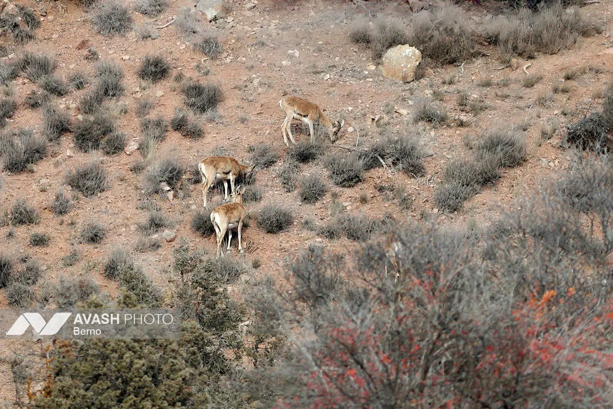 سرشماری پاییزه پارک ملی گلستان