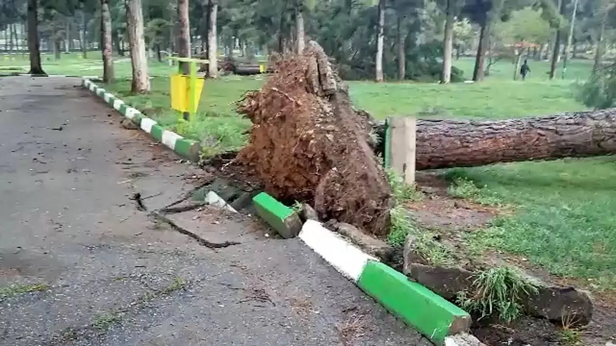 سقوط وحشتناک دو درخت چنار روی چند خودرو