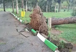 سقوط وحشتناک دو درخت چنار روی چند خودرو