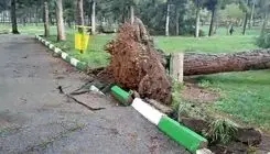 سقوط وحشتناک دو درخت چنار روی چند خودرو